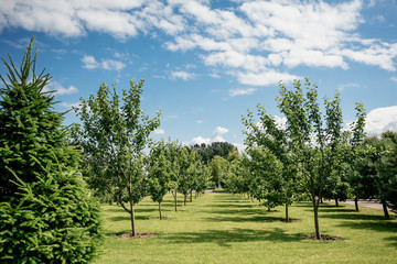 Fototapeta na wymiar Planted in the rows of young trees outgoing perspective. Summer, bright sunny weather, blue sky. Copy space.