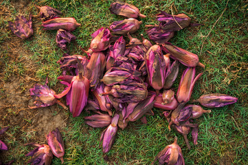 Purple tropical buds lie on green grass