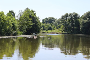  Gray heron stands on the edge of the shore and waits for fish
