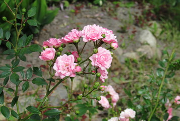pink flowers in the garden 2