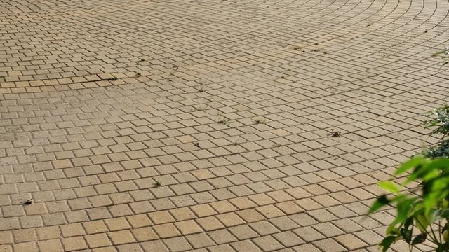 pattern of decoration brick floor in park