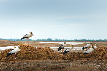Flocks of birds(Openbill stork) are waiting and searching for fish that are very small. According to the amount of water in the marsh that is too low.