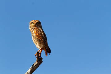 Burrowing owl (Athene cunicularia) on a branch