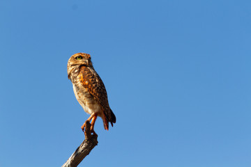 Burrowing owl (Athene cunicularia) on a branch