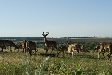 Naklejka na ściany i meble Deer in the meadow on a sunny day
