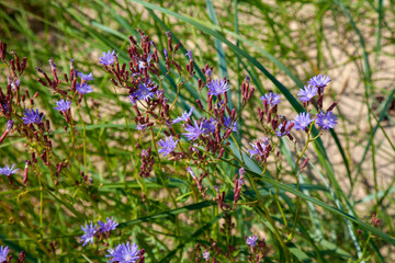 coastline of Jurmala, Latvia