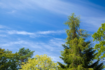 Fototapeta premium summer trees and sky
