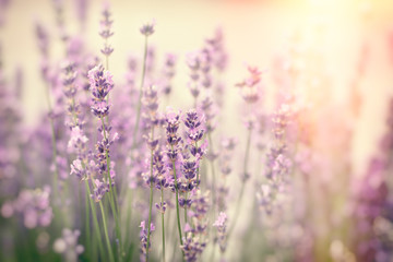 Selective focus on lavender flower, beautiful flowers in garden