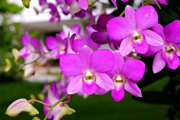 Naklejka na ściany i meble closeup orchid flower in garden