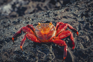 big red crab on rock