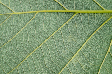 texture of green leaf
