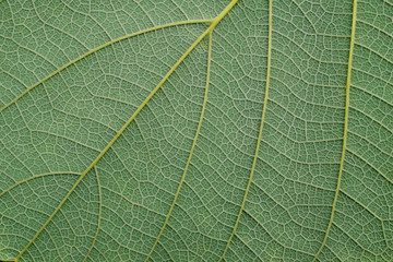green leaf texture