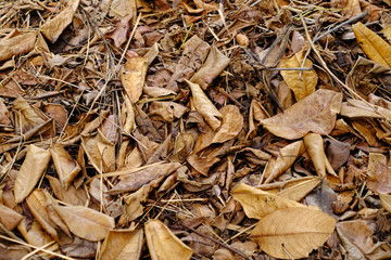 pile of dry brown leaf, autumn leaf