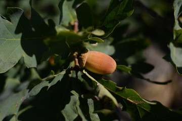 acorn on a branch