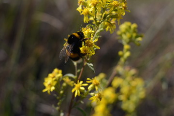 bee on yellow flower