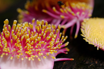 pollen of Cannonball tree (Shorea robusta) - macro style
