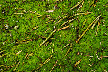 green alga on the ground in the forest