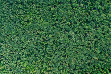 Aerial top view forest, Texture of forest view from above.
