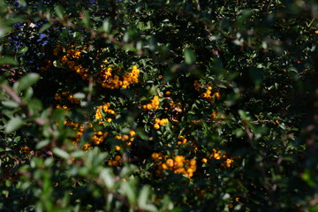 Fototapeta premium yellow berries on the tree
