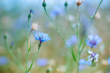 Cereal field with cornflowers under sunlight. Selective focus. Plant background.