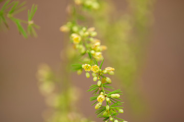 Asparagus scoparius  flowering