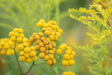 Common tensy flower,wild medicinal plant on the meadow