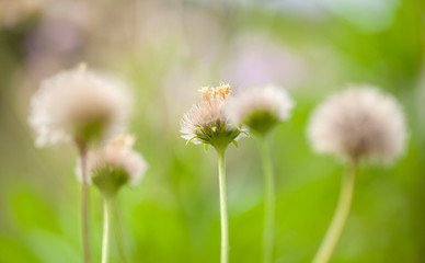 Pterocephalus dumetorum seedheads