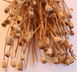 Dry poppy branches with bolls of seeds on a white background.