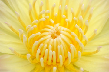 pollen of yellow lotus closeup