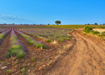 Colorful landscape view of the lavender cultivation fields blooming during the july lavender festival near the medieval town of Brihuega, Guadalajara, Alcarria, Castilla la Mancha, Spain.