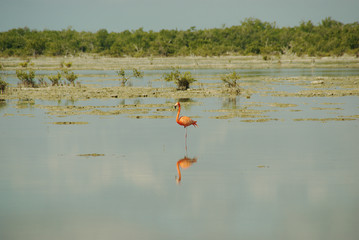 pink flamingo. flamingos in the mangrove swamps of Zapata National Park in Cuba