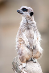 Fototapeta premium Meerkat sand location