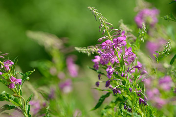 Pink flowers of fireweed (Epilobium or Chamerion angustifolium) in bloom. Flowering willow-herb or blooming sally.