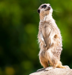 Fototapeta premium Meerkat green back