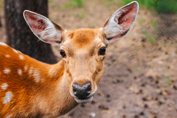  portrait of a young deer in the forest