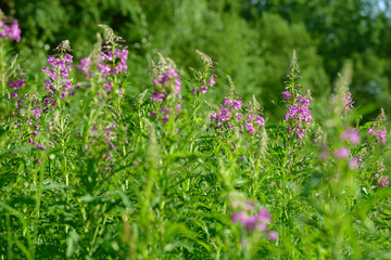 Pink flowers of fireweed (Epilobium or Chamerion angustifolium) in bloom. Flowering willow-herb or blooming sally.