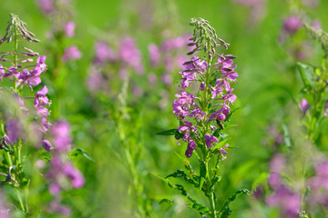 Pink flowers of fireweed (Epilobium or Chamerion angustifolium) in bloom. Flowering willow-herb or blooming sally.