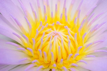 pollen of pink lotus - macro style