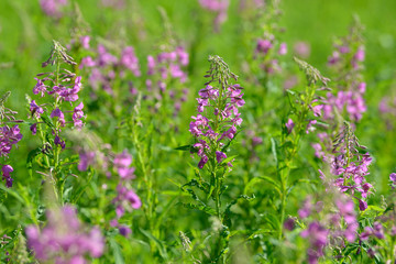 Pink flowers of fireweed (Epilobium or Chamerion angustifolium) in bloom. Flowering willow-herb or blooming sally.