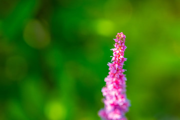 Glowing flowers  are in focus