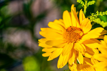 Glowing flowers  are in focus
