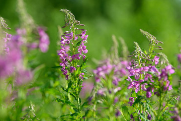 Obraz premium Pink flowers of fireweed (Epilobium or Chamerion angustifolium) in bloom. Flowering willow-herb or blooming sally.