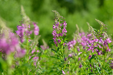 Pink flowers of fireweed (Epilobium or Chamerion angustifolium) in bloom. Flowering willow-herb or blooming sally.
