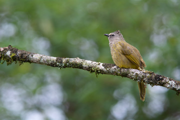 Flavescent Bulbul on tree branch with green nature background