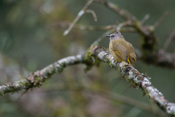 Flavescent Bulbul on tree branch with green nature background