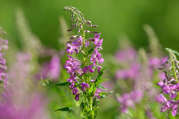 Pink flowers of fireweed (Epilobium or Chamerion angustifolium) in bloom. Flowering willow-herb or blooming sally.