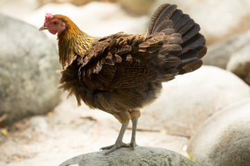 Jungle fowl (Female) was looking for food Along the river in the forest.