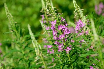 Pink flowers of fireweed (Epilobium or Chamerion angustifolium) in bloom. Flowering willow-herb or blooming sally.