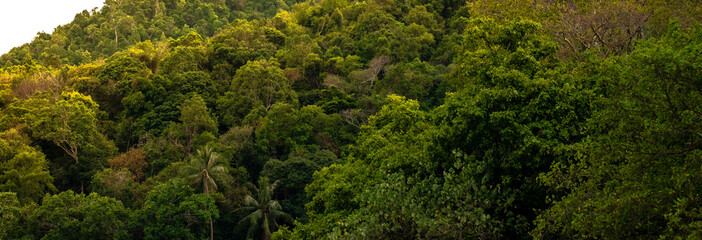 panorama of tropical forest background. forest and environment concept