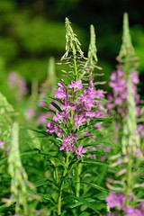 Pink flowers of fireweed (Epilobium or Chamerion angustifolium) in bloom. Flowering willow-herb or blooming sally.